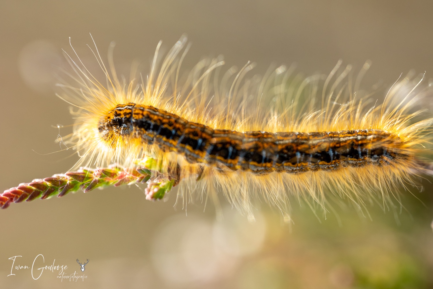 29 mei 2023 115721  R2A3295